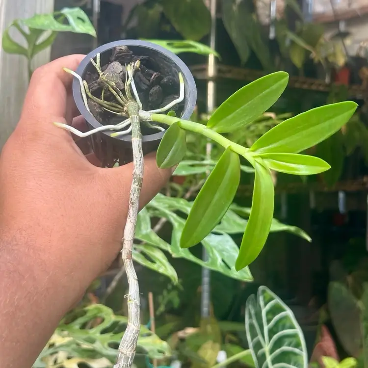 “Hono Hono” orchid - Dendrobium anosmum (purple flower)