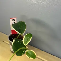 198 hoya easo daklak