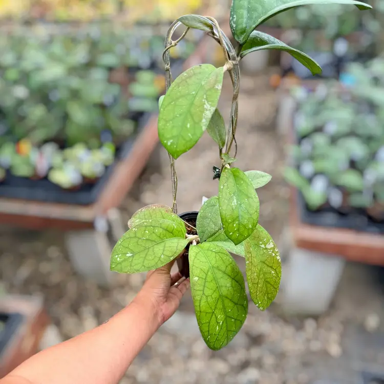 PS0110 - Trellised Hoya ‘Natta’