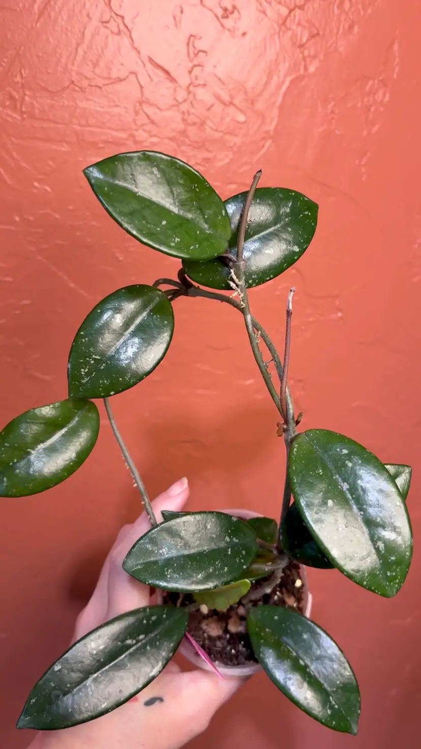 Hoya carnosa Wilbur Graves (reverted/low silver)