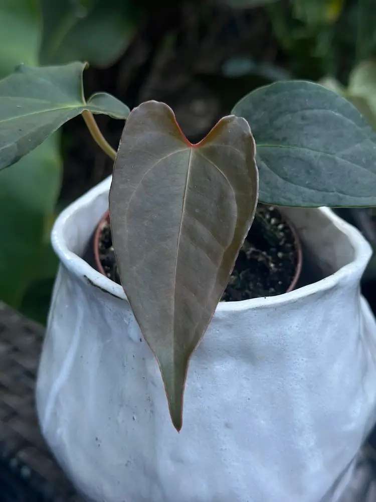 AOS/Forgetti X Delta Dawn