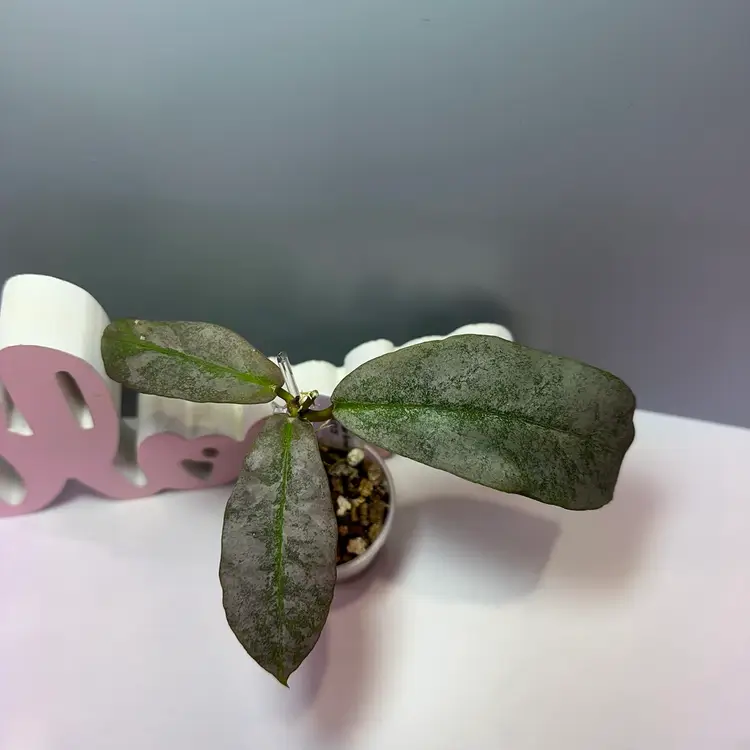 34 Mitrata Silver Borneo