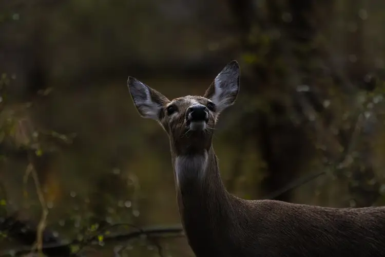 Forest Vigil - Fine Art Wildlife Photograph 16 x 24 by Faheem Jamaloodeen Hand Framed in Brazilian Cherry