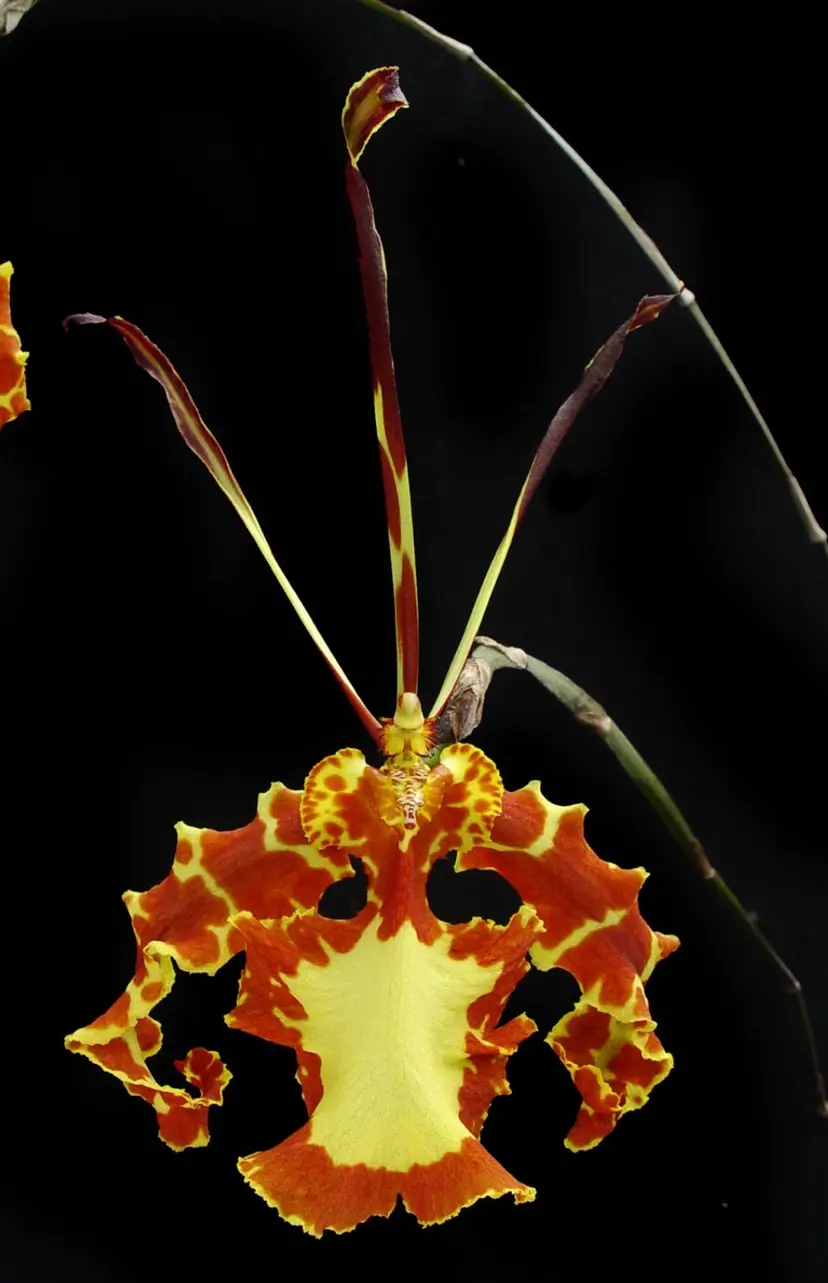 Psychopsis Mendenhall ‘Hildos’