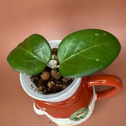 Hoya Vittalina (fka fuscomarginata)