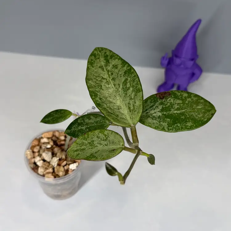 I10 Rime Splash (stick grown)