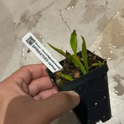 Bog orchid with small drosera