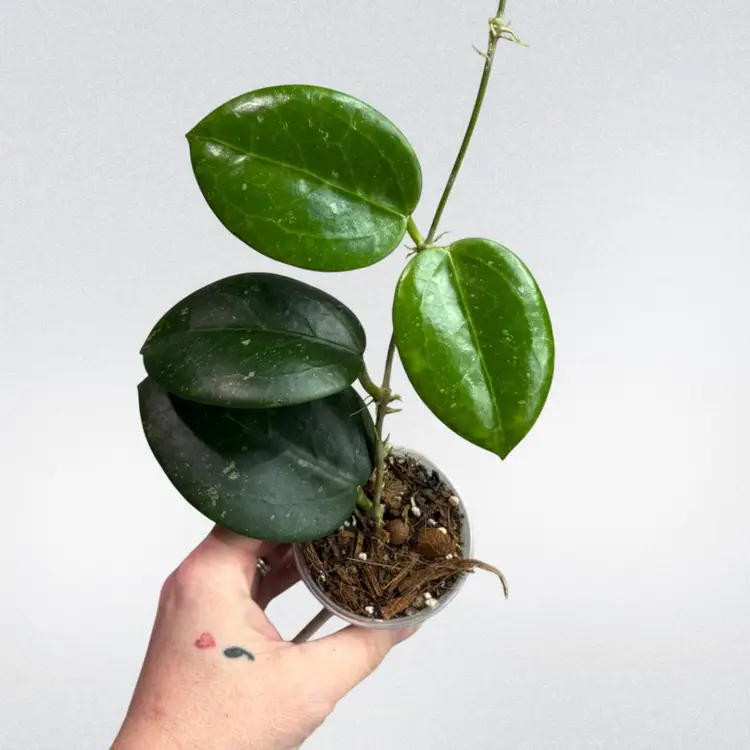 Hoya loyceandrewsiana x unk