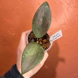 Hoya ‘Strawberry Matcha’ (UPT008)