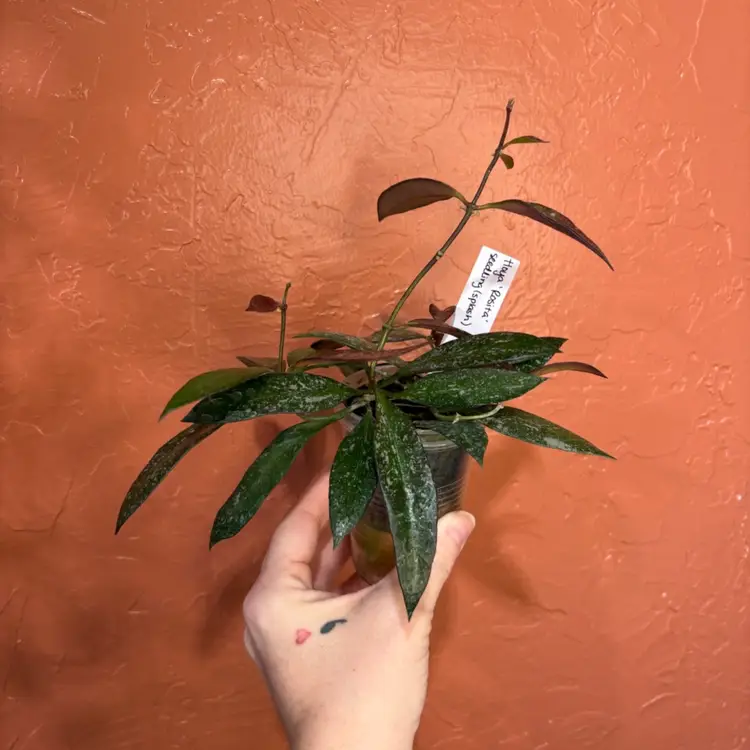 Hoya ‘Rosita’ (seedling, splash)