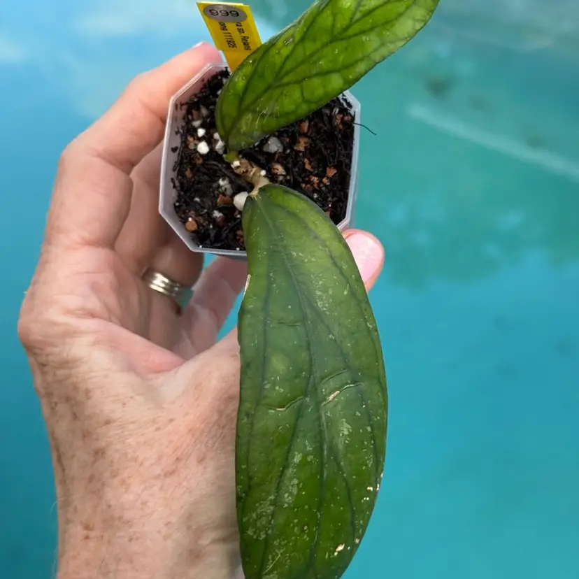 999 Hoya sp. Rejang Lebong