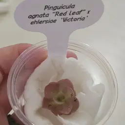 Pinguicula agnata "Red Leaf" x ehlersiae 'Victoria'
