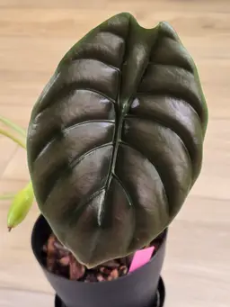 Alocasia Cuprea Red Secret