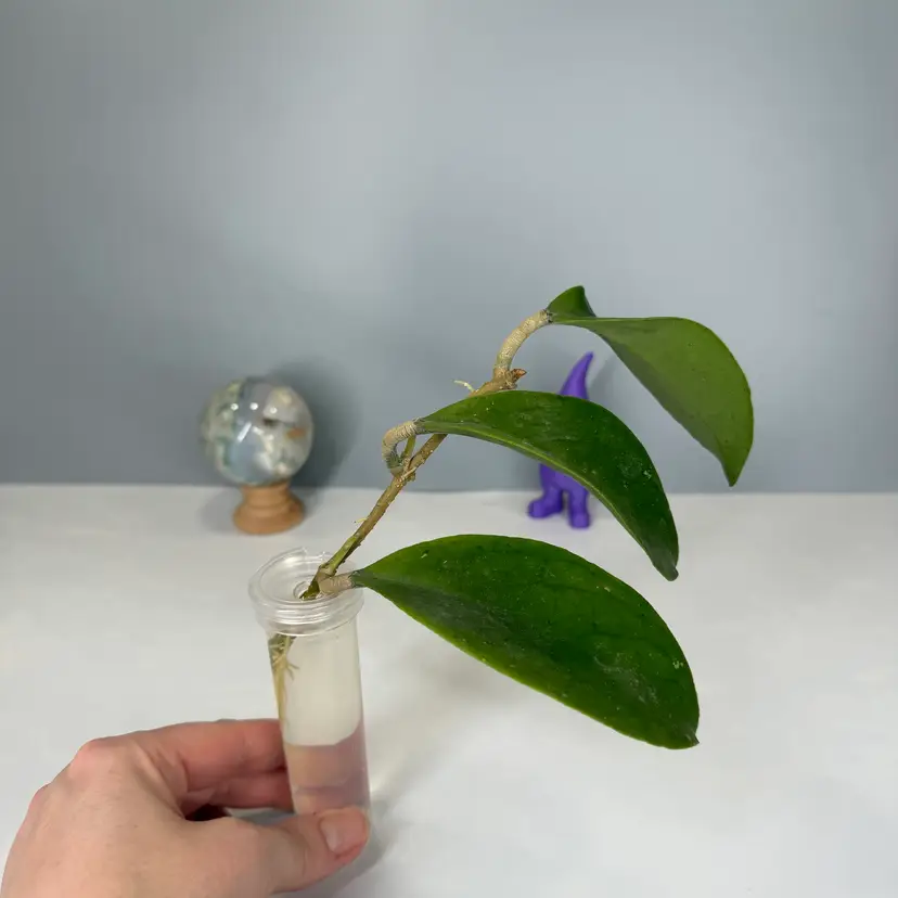 T03 Dossy (MB1219)Rooted Cutting
