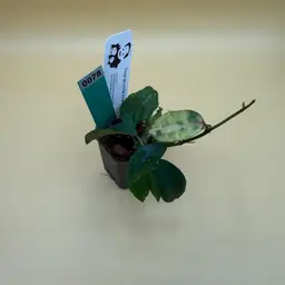 0078 Lacunosa Amarillo