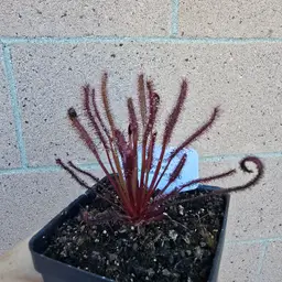 SEEDS- Drosera capensis (Dark Maroon Red)