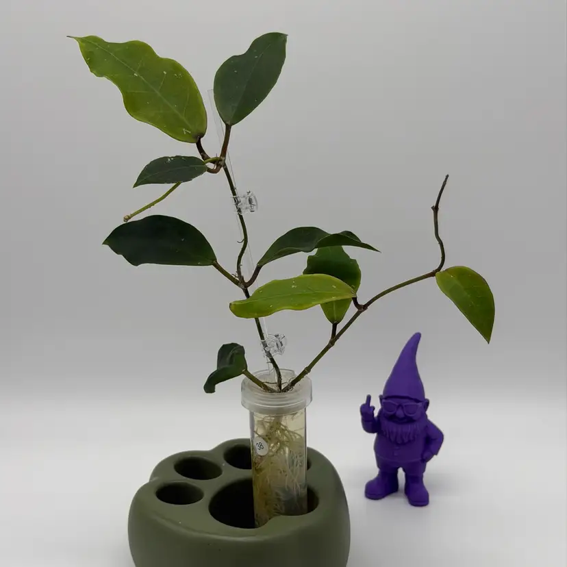 T38 ‘Patricia’ (Darwinii x Elliptica)