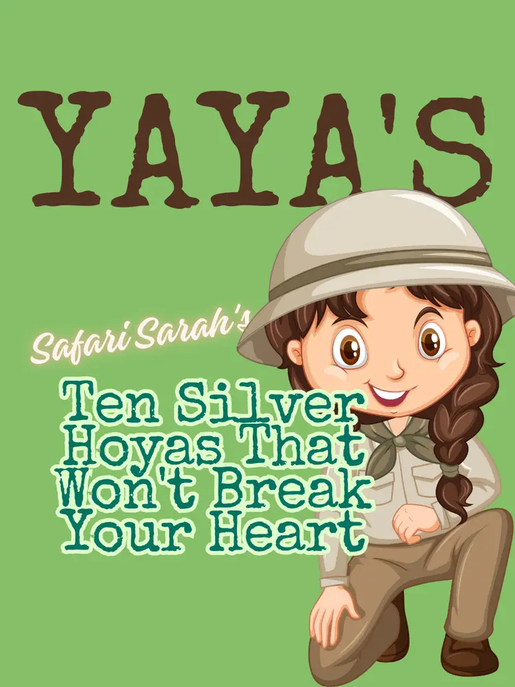 Ten Silver Hoyas That Won't Break Your Heart