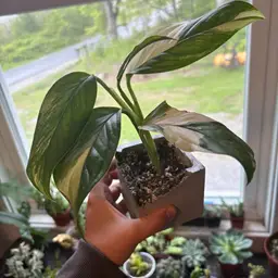 monstera acacoyaguensis albo