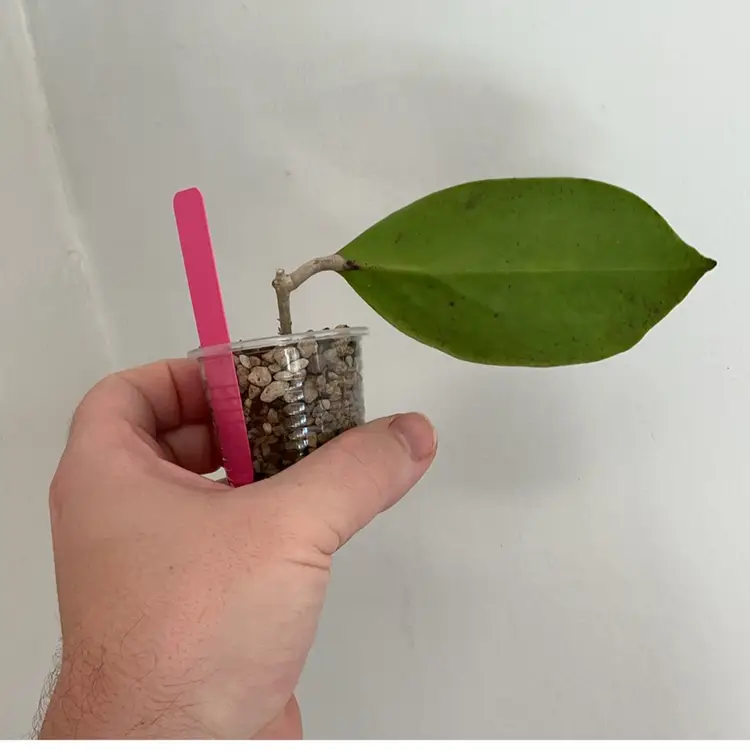 Hoya MB1219 ‘Dossy’ (Pink)