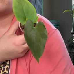 A. (Bvep x port) x rlfs