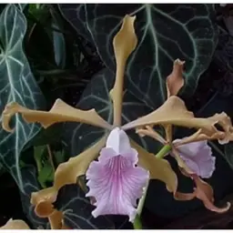 Cattleya grandis