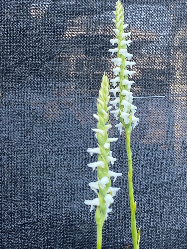 Spiranthes cernua