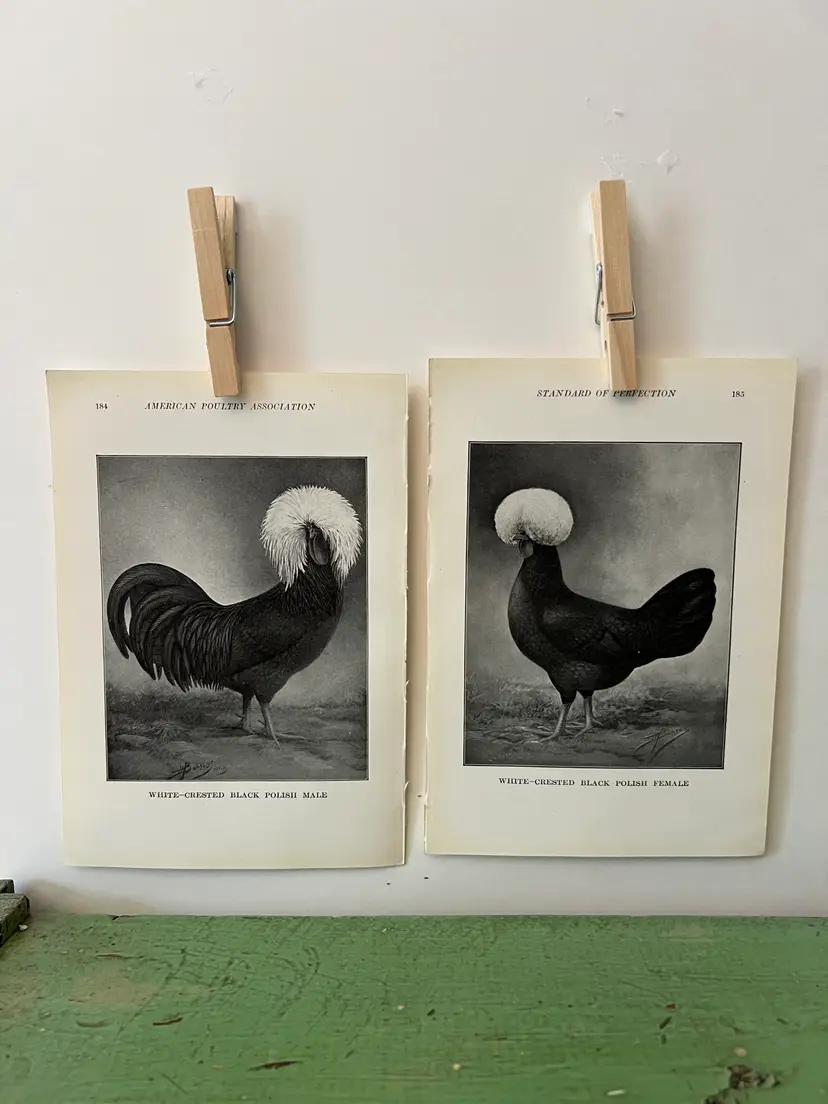 Vintage CHICKEN PRINTS White Crested Black Polish Rooster & Hen. c1912. Farm House Ephemera