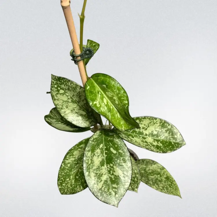 Hoya patcharawalai 023 (splash/silver)