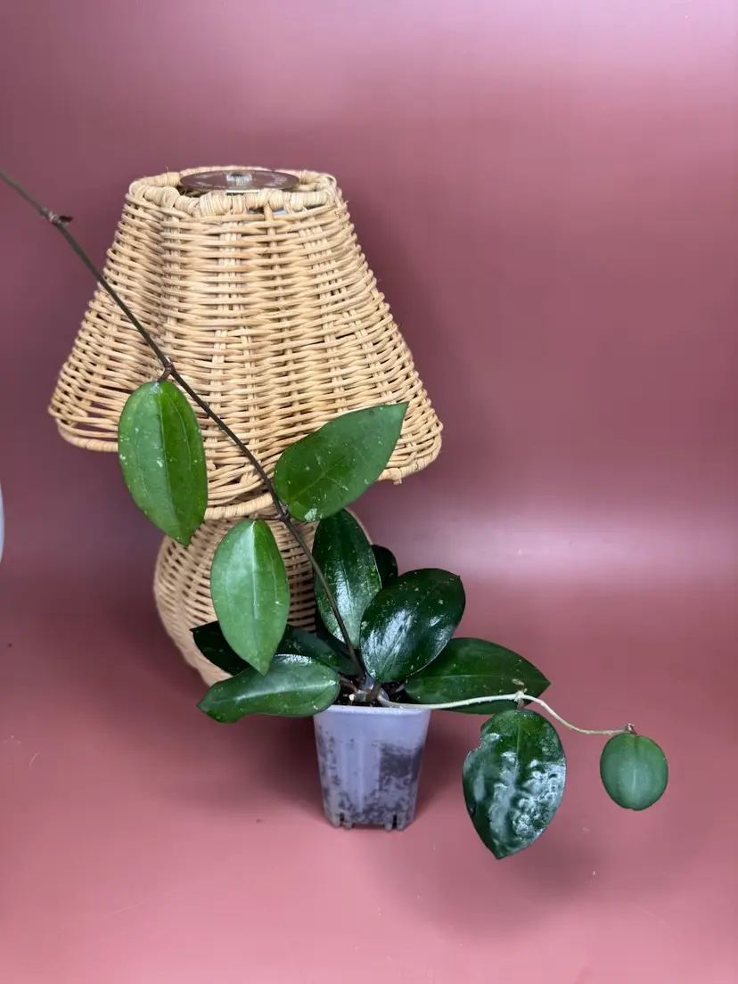 #01 - Hoya cv Eloisa GTX-05 (elliptica x erythrina Nara)