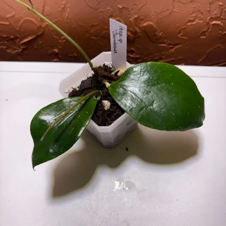 Hoya sp Sumbawa (funky ducklings) GC