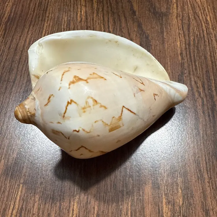 Large Vintage Shell from Estate