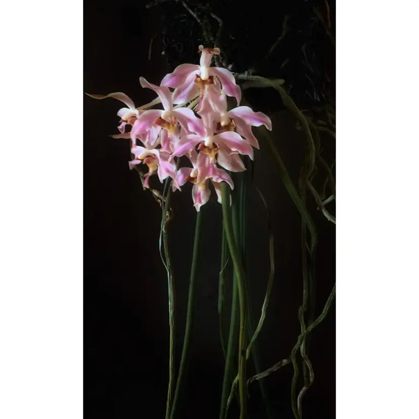 Paraphalaenopsis laycockii