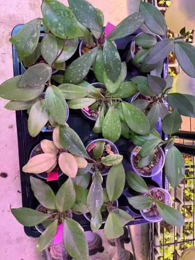 $10 Seedling Auction