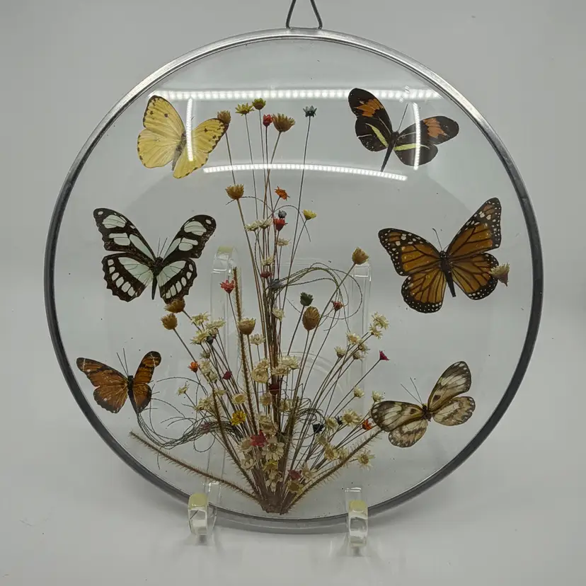 Vtg 11” Butterfly & Dried Flower Convex Glass Framed Wall Decor Brazil