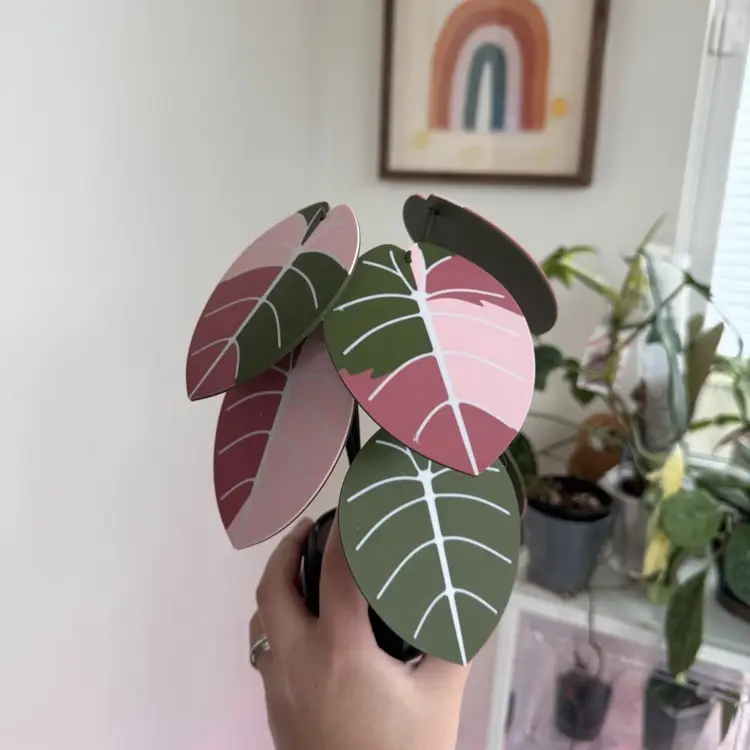 Alocasia cuprea coaster set