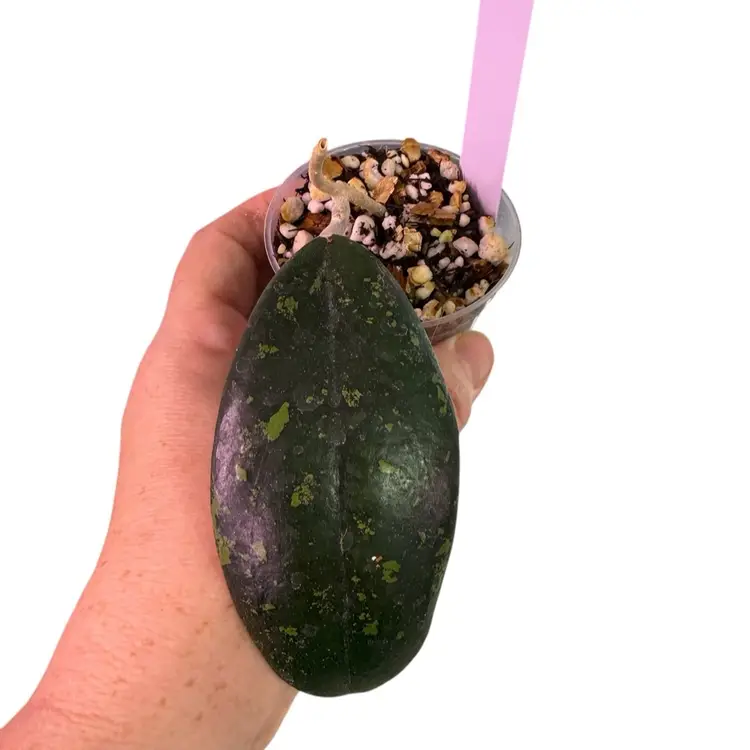 02-Hoya Vitellina IML 1348