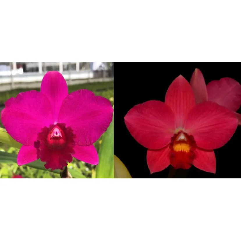 (Pot. Rubescent Doll 'Velvet Crush' x Slc. Virginia Dickey 'Diamond Orchids' AM/AOS)