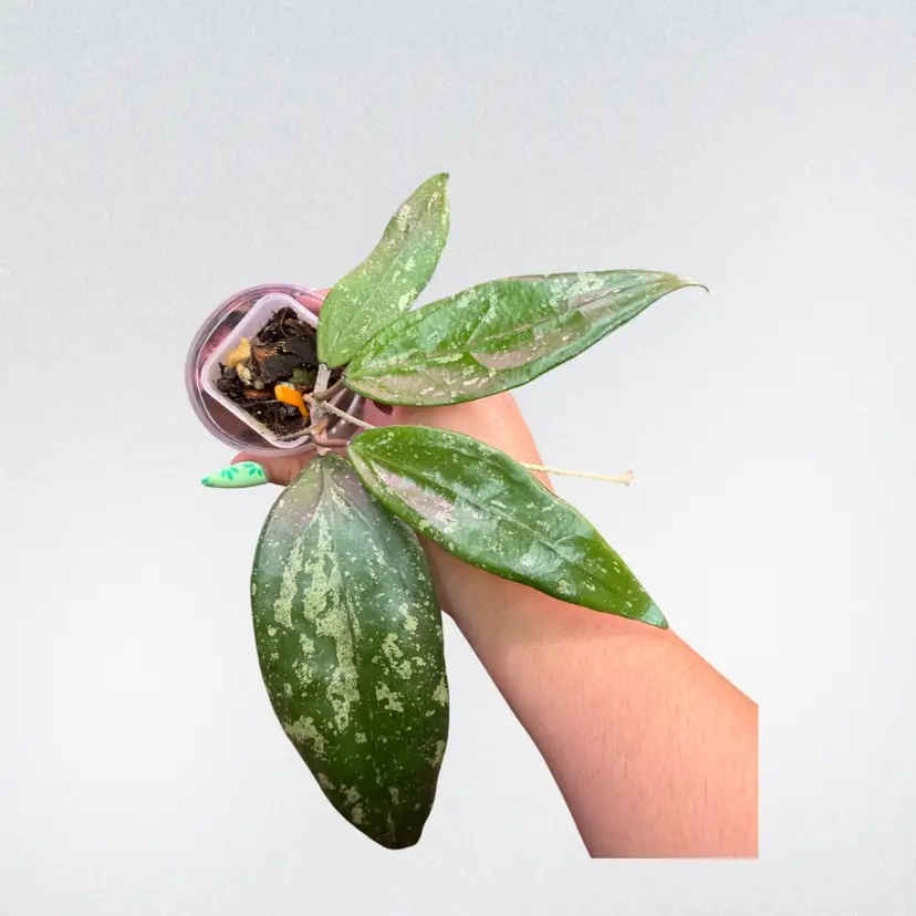 Hoya ‘Hugo’