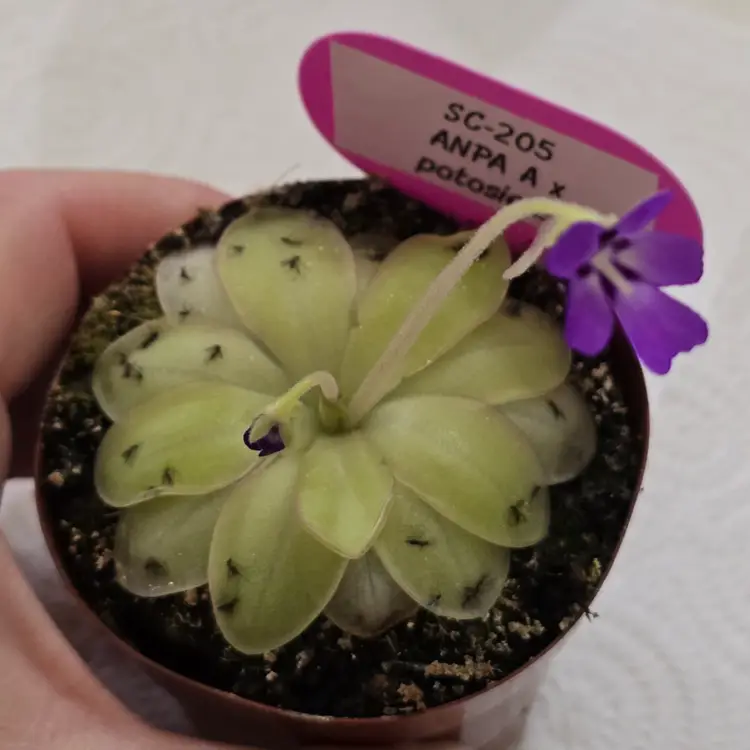 SC-205 Pinguicula ANPA A x potosiensis