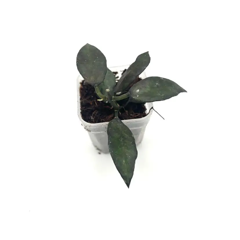 Lacunosa Royal Flush