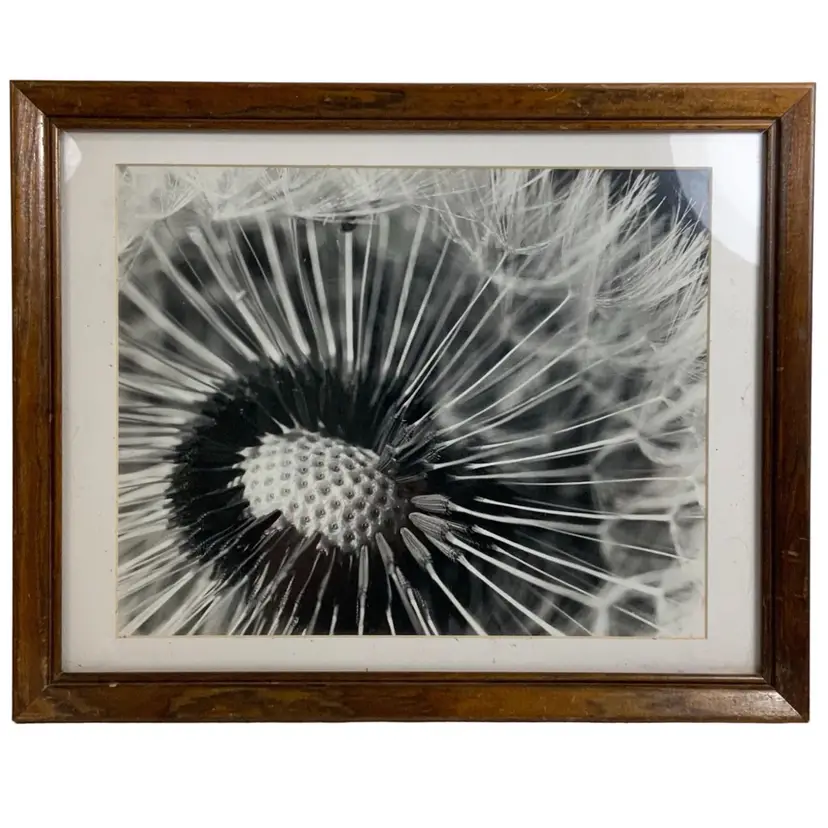 Vintage Original Art Photography Of John Boyd “Dandelion ”