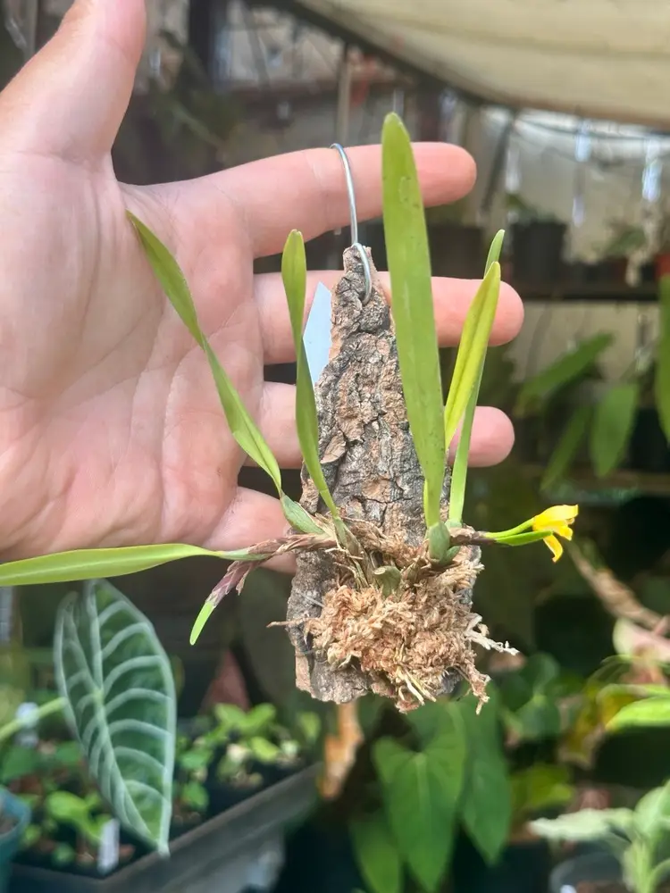 Maxillaria variabilis var. aurea