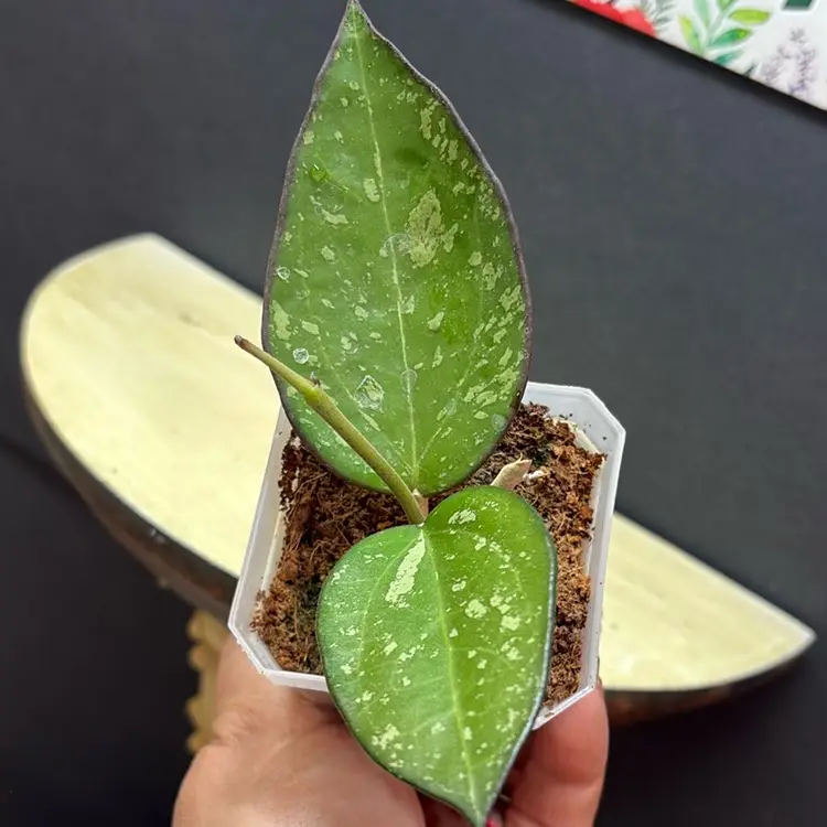 Hoya patcharawalai (023) aka icensis splash