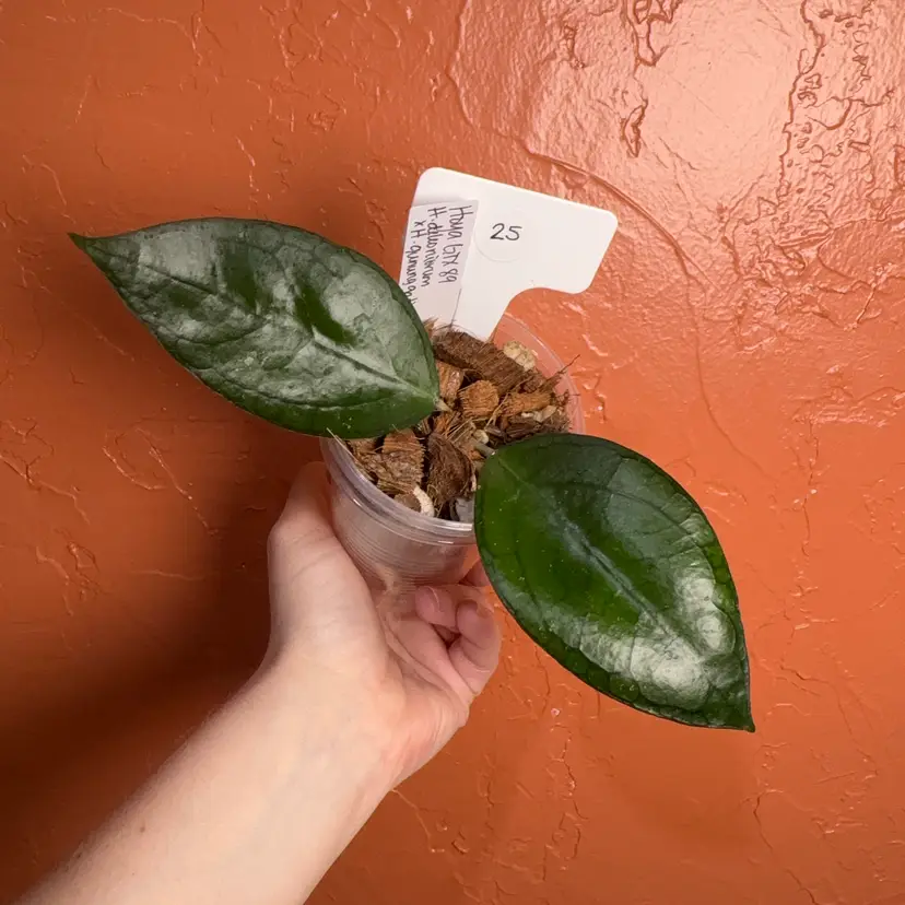 25 Hoya GTX 89 (H deleoniorum x H Gunung Gading)