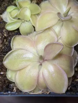 P. moranensis x (laueana x emarginata) by Sandy Casey