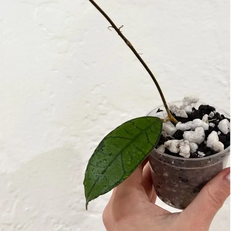 3” Hoya Guning Gading