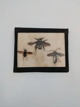 Vintage Bee Hornet & Wasp Insect Specimen Taxidermy Display