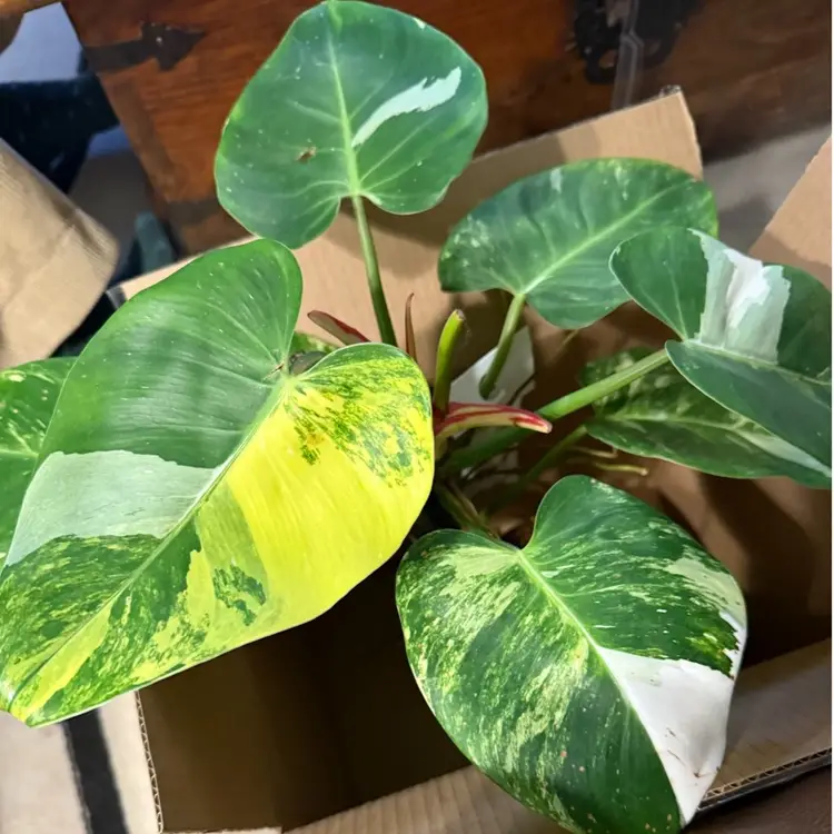 NODE - White Princess Aurea Tricolor