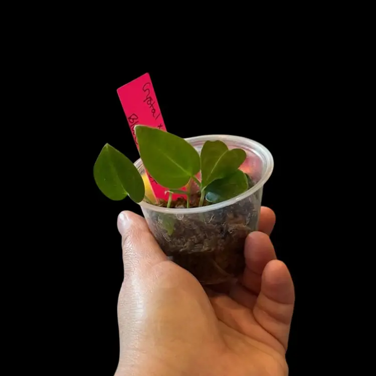 594 community pot Anthurium (Crystal x mag) x blue velvet seedlings